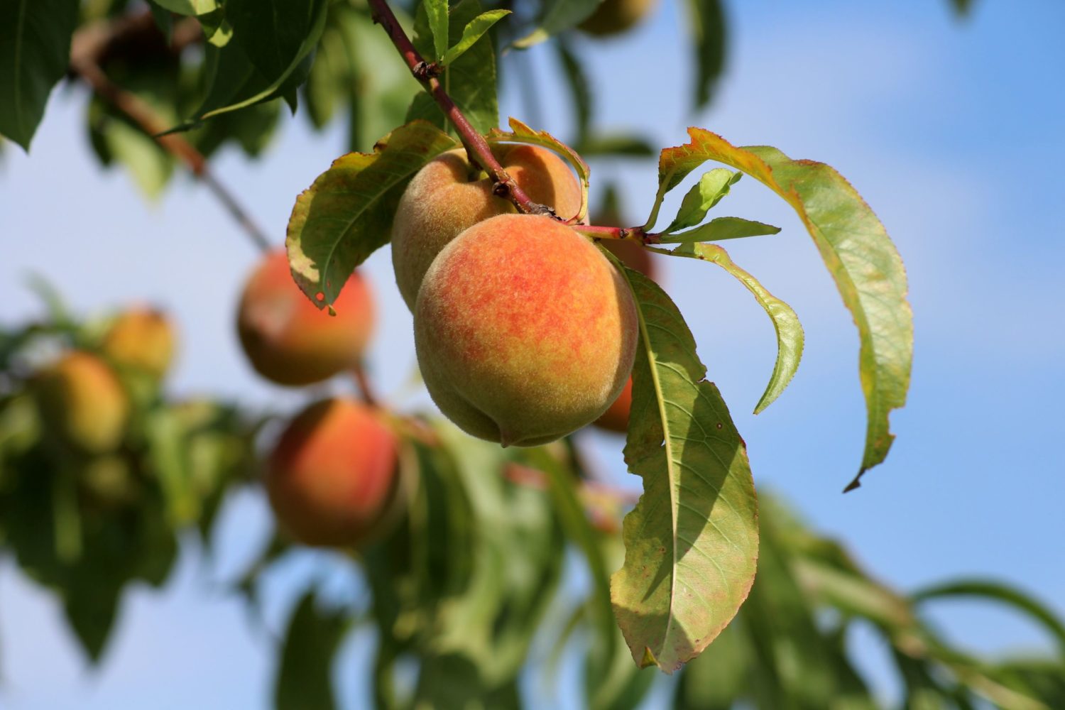 Fruit trees to plant in michigan information